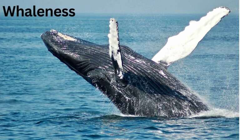 Whaleness
